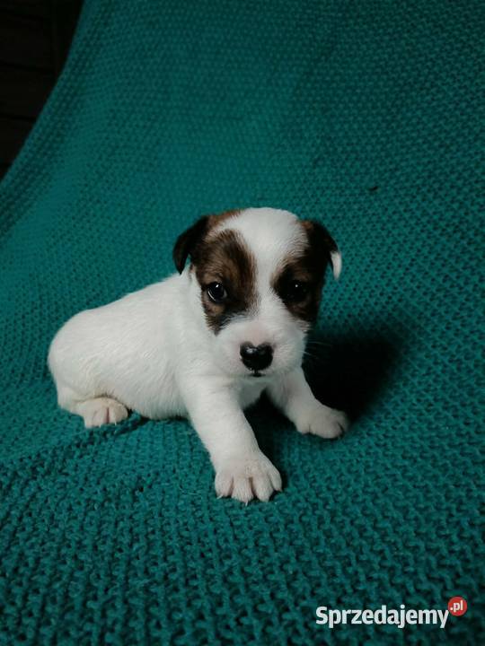 Wzorcowy Jack Russell gładki piękny exterrier ojciec FCI