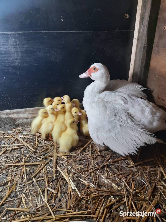 Małe kaczki piżmowe białych rodzicach Nowa Korzeniówka sprzedam
