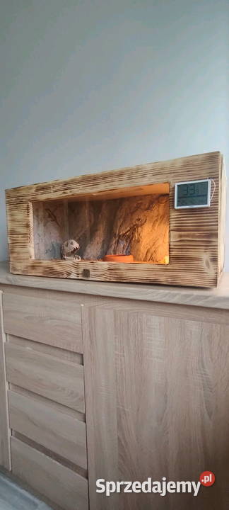 Waran Stepowy Ruda Śląska