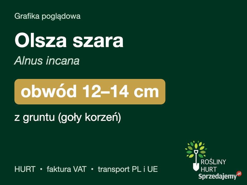 Olsza szara Alnus incana obwód 1214 z gruntu