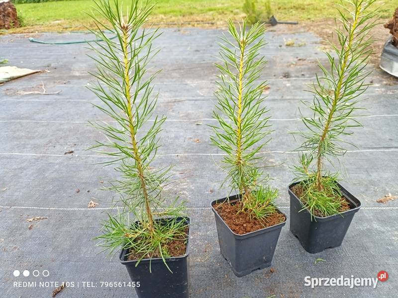 Pinus sylvestris var mongholica 3545 4 Wrocław Iglaste Januszkowice