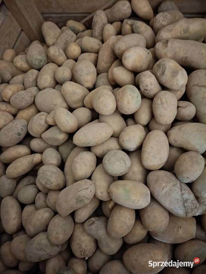 Ziemniaki paszowe Charsznica