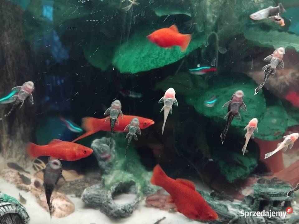 Sprzedam glonojady Piaseczno