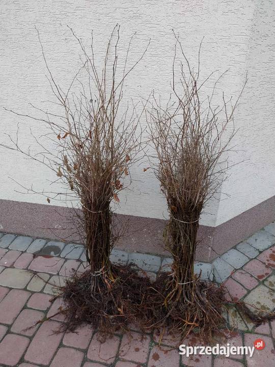 Wiąz szypułkowy sadzonki Jasło