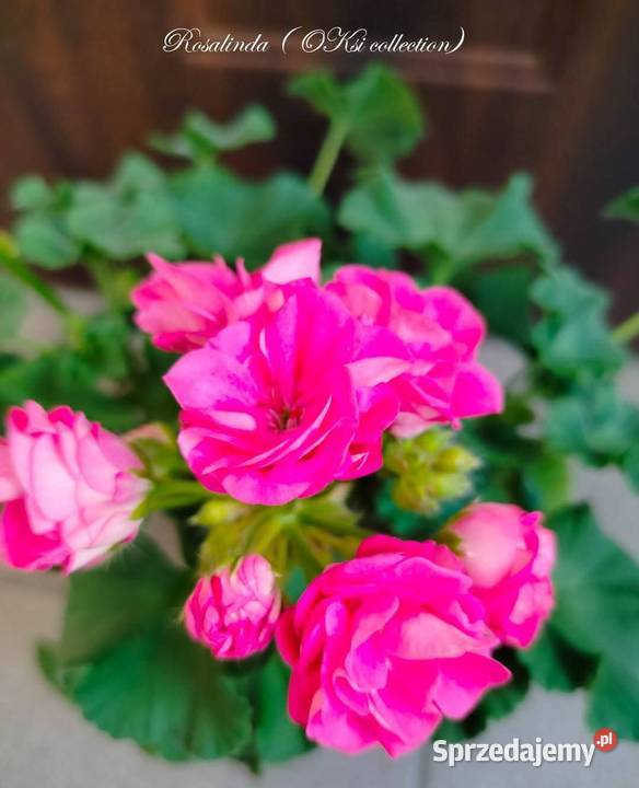 Sadzonki pelargonii kolekcjonerskie