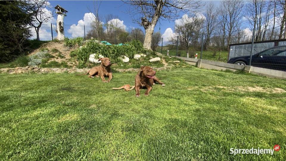 Sprzedam Szczeniaka American Pit Bull Terrier Gorlice sprzedam