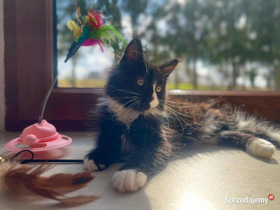 Maine Coon koteczka Sława