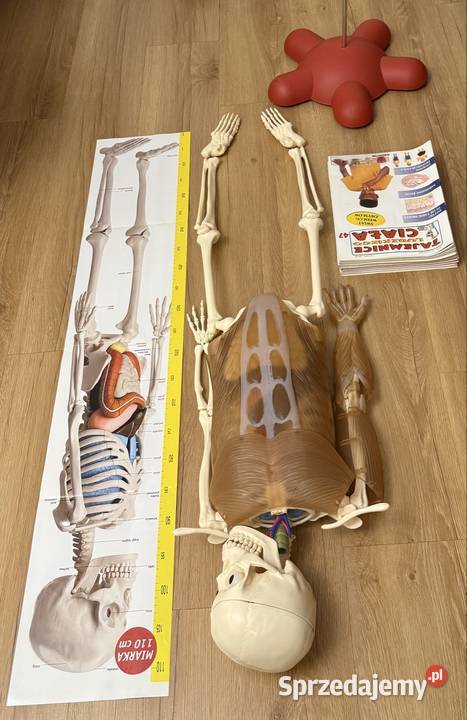 Kostek szkielet z narządami firmy Deagostini Pozostałe Lubliniec