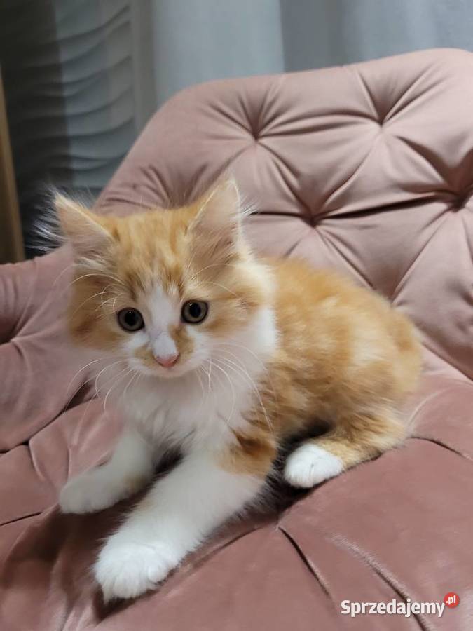 Kotka Maine Coon Polesie Mikułowskie