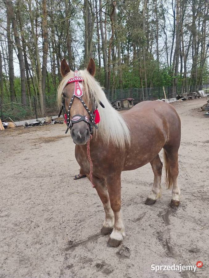 Sprzedam klacz Sewerynów
