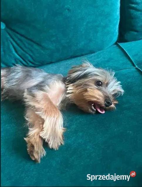 yorkshire terrier piesek 9msc Skalbmierz