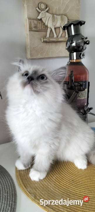 Kocurek Ragdoll FPL Ragdoll Bydgoszcz sprzedam