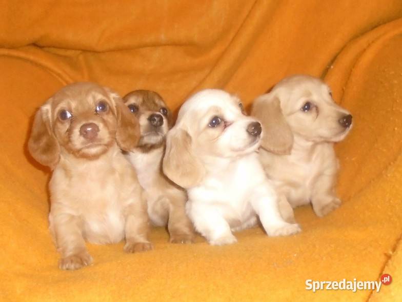 Jamnik długowłosy miniaturowy kremowy złoty Jamnik Żychlin