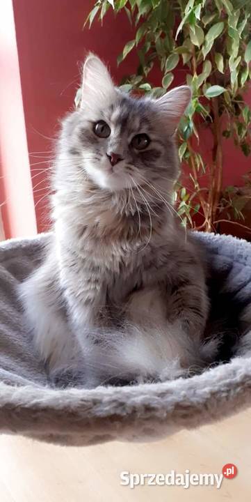 Śliczna Koteczka Syberyjska IGA Sochaczew sprzedam