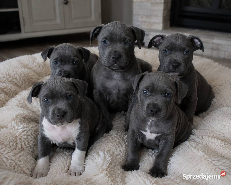 Amstaff blue Opatów