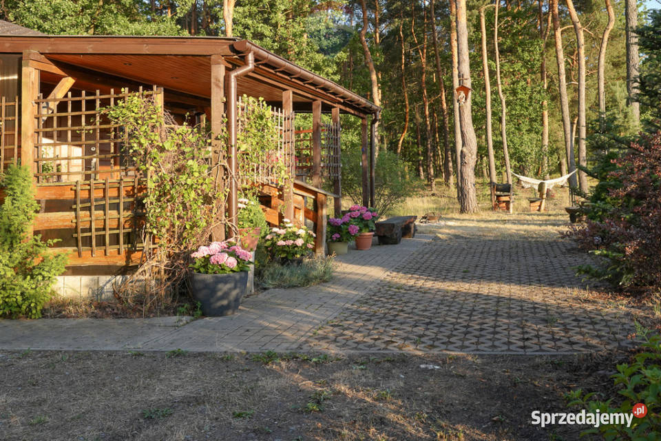 Działka leśna z domkiem na sprzedaż Rozniszew