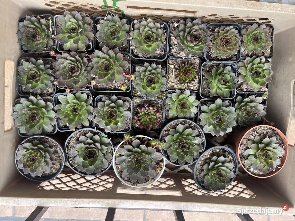 duże rojniki na skalniaki Liściaste Katowice