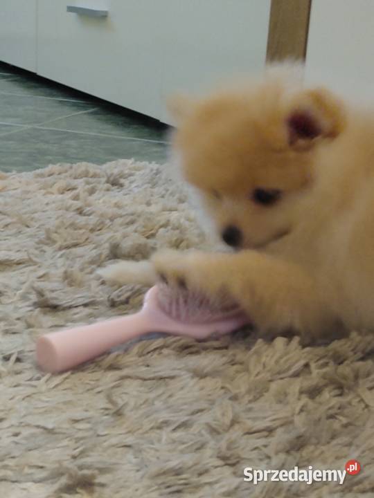 Izzy sunia szpica miniaturowego na sprzedaż łódzkie Łódź