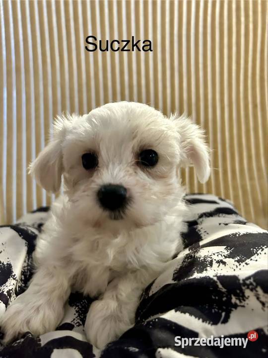 Maltańczyk suczki lubelskie Łaziska sprzedam