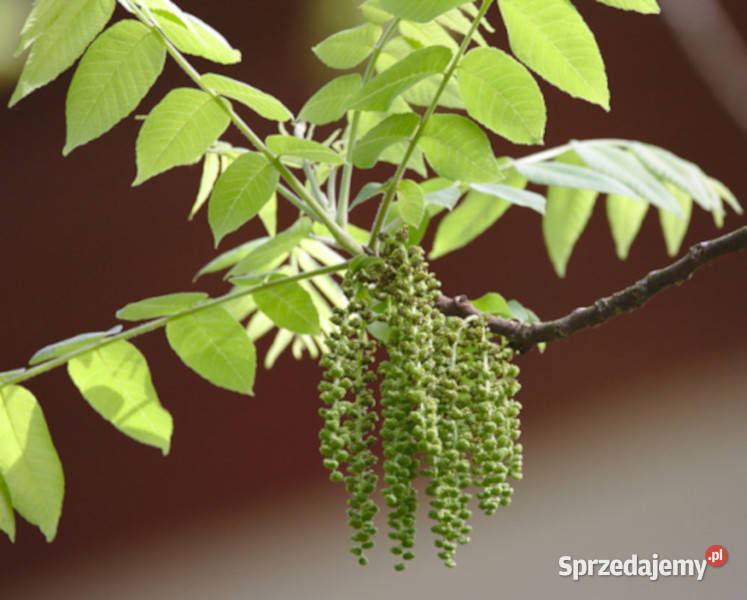 ORZECH CZARNY Juglans nigra NASIONA 10 sztuk kujawsko-pomorskie Lubanie