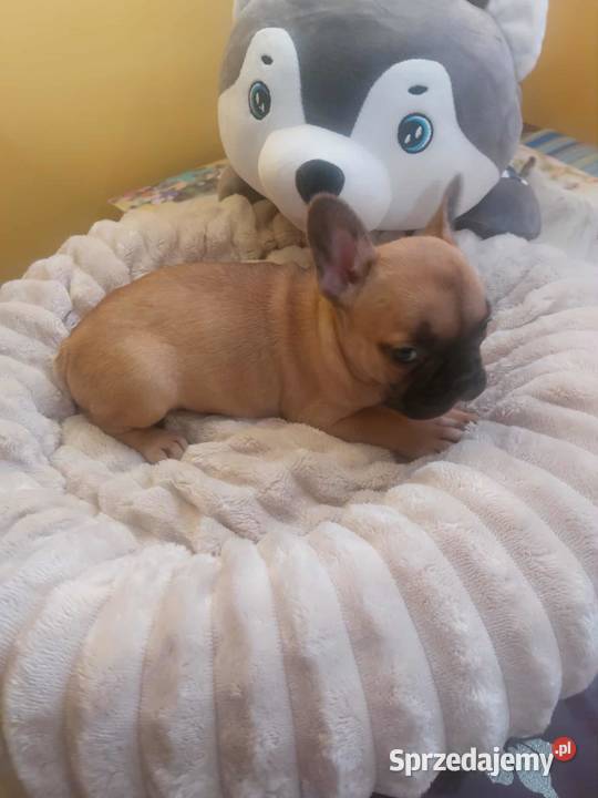 Suczki buldog francuski Płońsk