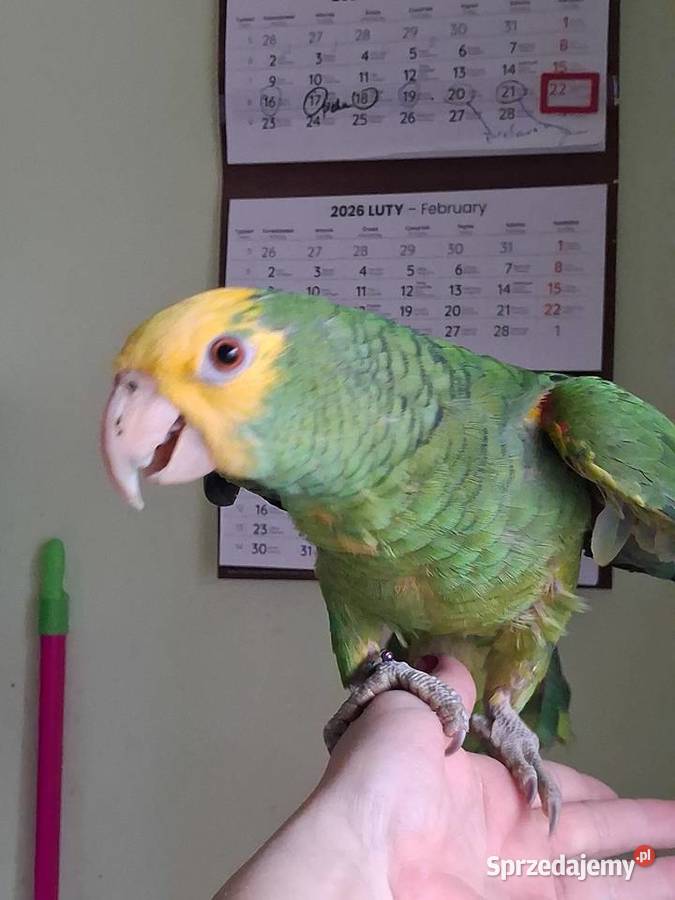 Amazonka żółtogardła Sandomierz