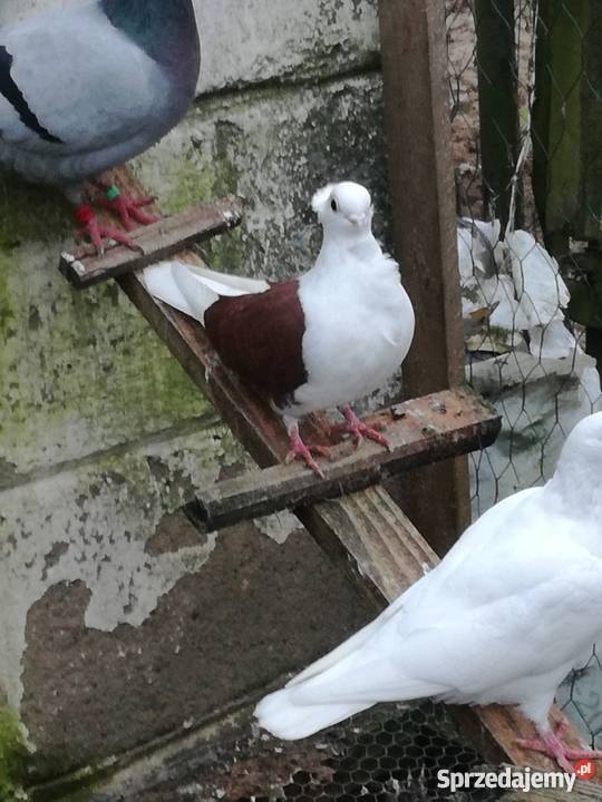 Sprzedam golebie mewki wielkopolskie Kalisz sprzedam