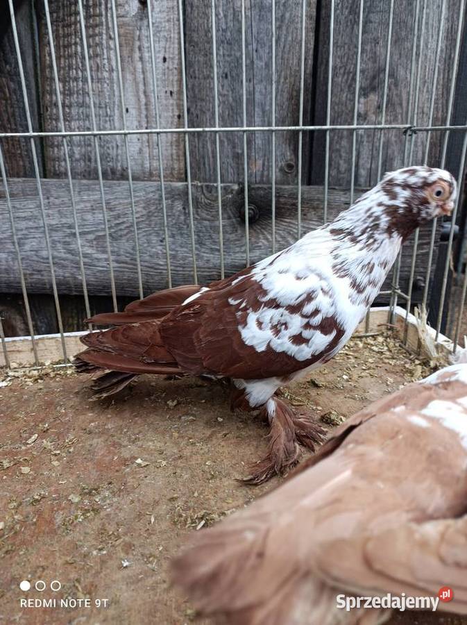 Motyl warszawski Kuczbork-Wieś