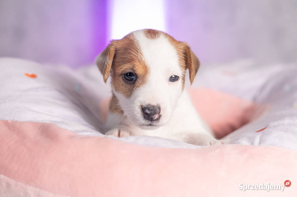 Gładkowłosa suczka ZKwP FCI sprzedam