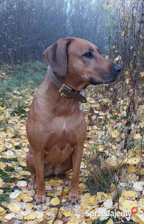 Rhodesian Ridgeback FCI ZKwP Gdańsk