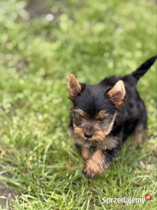 Yorkshire terrier piesek