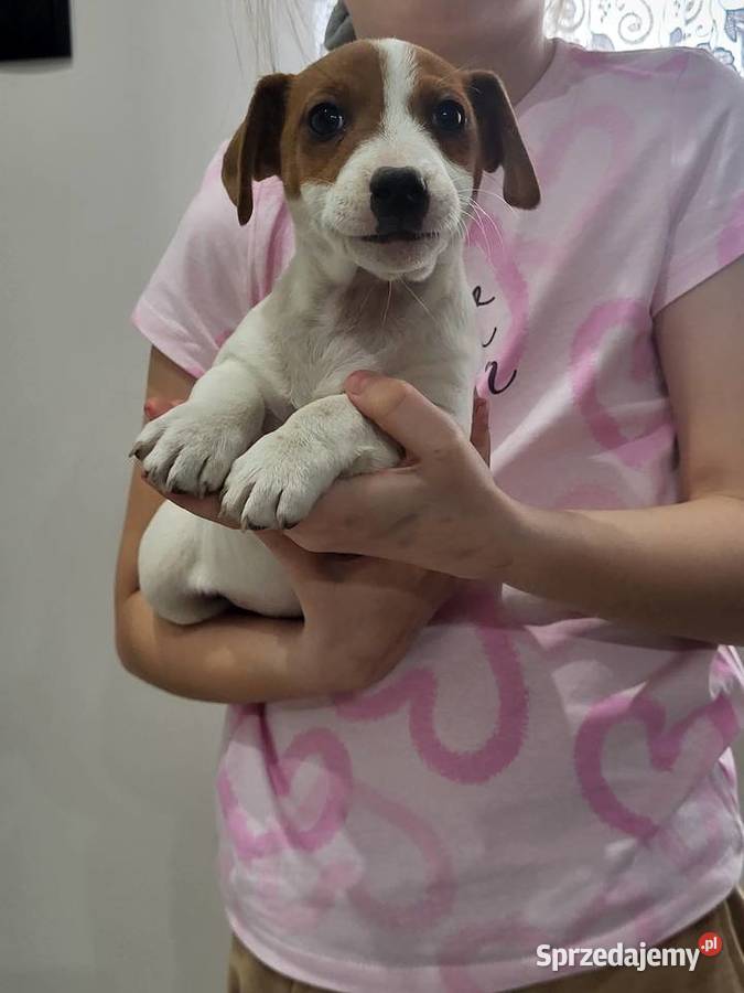 Jack russell terrier Zbąszyń