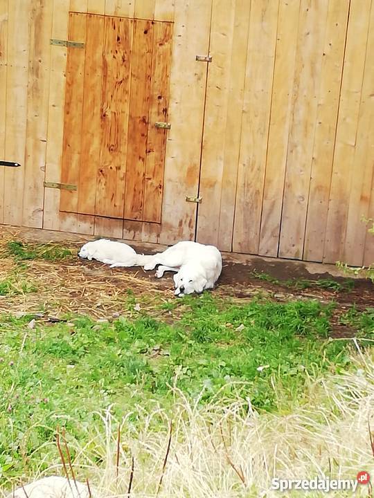 Owczarek podhalański szczenięta małopolskie Zasadne