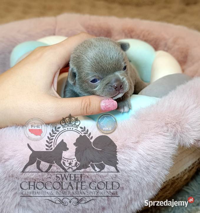 Chihuahua piesek liliowy krótkowłosy piękny mazowieckie
