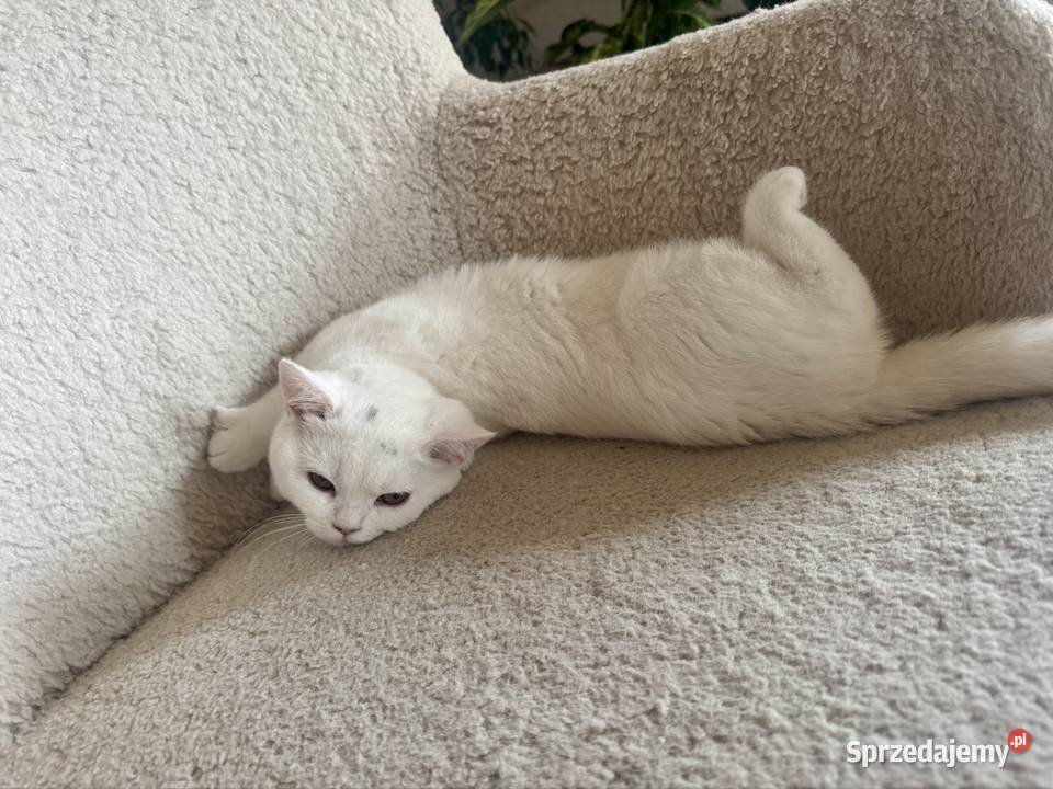 Kociaki Brytyjskie Białe Rodowód FPL Wieprzec