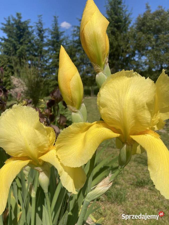 Kosaciec Irys mix kolorów Lublin