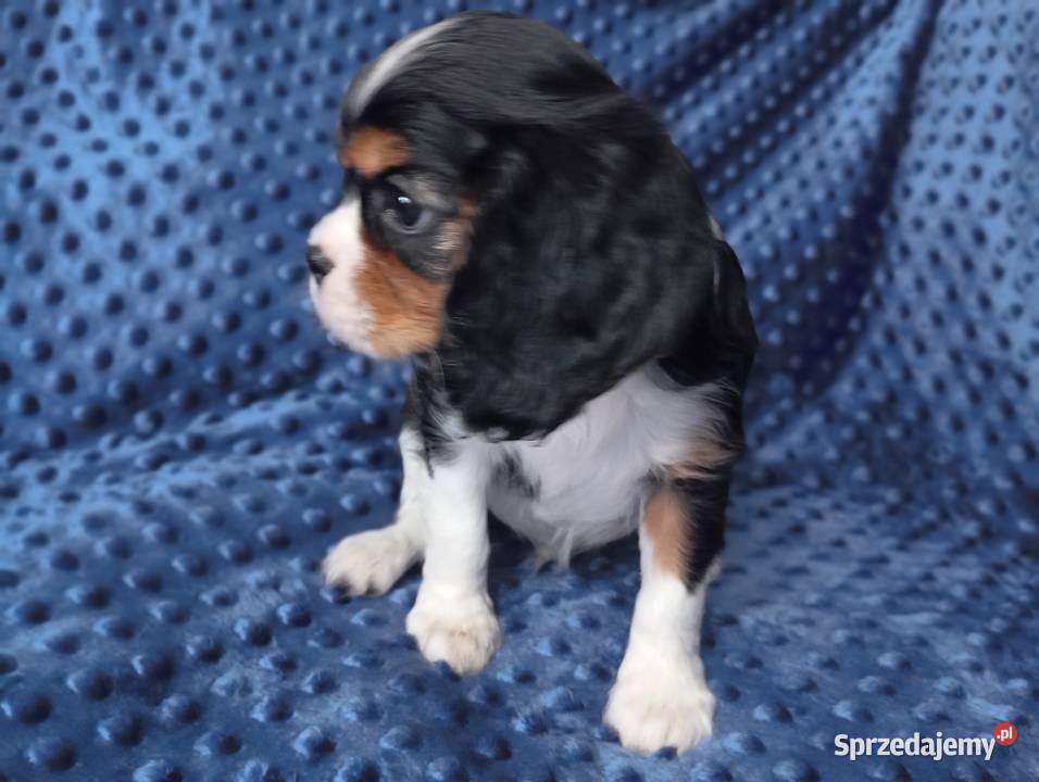 Cavalier King Charles Spaniel FCI śląskie