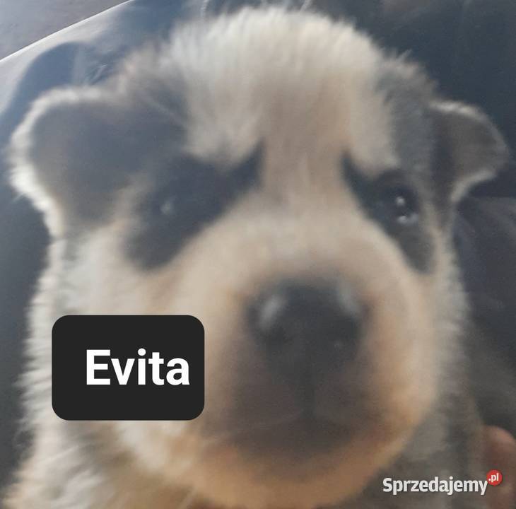 Zapowiedz miotu Reda