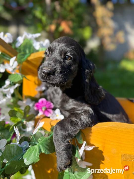 Śliczna czarna sunia Cocker Spaniel Angielski z Warszawa