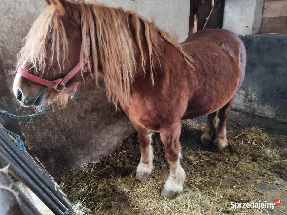 Klacz zimnokrwista zrebna opolskie