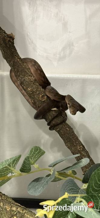 Pyton ametystowy samica Łódź