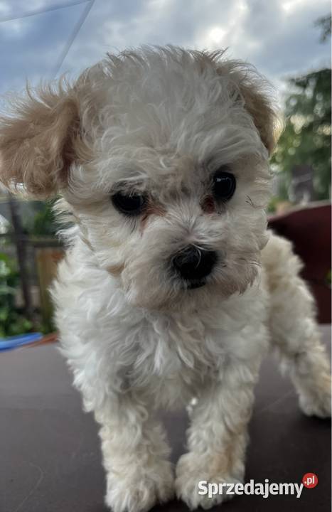 Maltipoo samczyk z badaniami