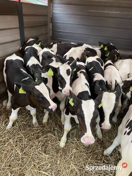 Byczki jaloszki łódzkie