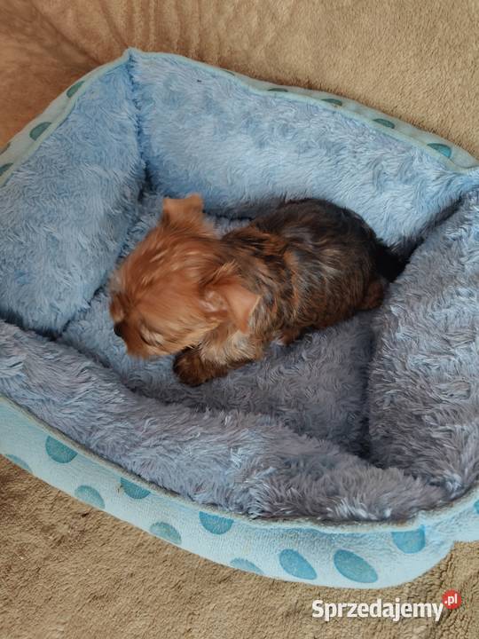Nela Nala Niko rezerwacja York Oława
