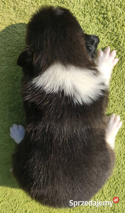 Rasowy Pies Border Collie TEXAS z pełną dok z podkarpackie