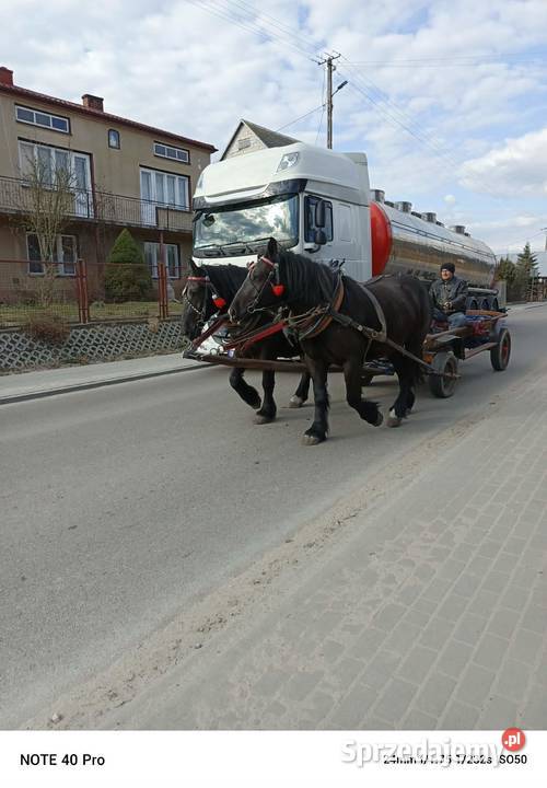 Klacz zimnokrwista typ sokólski ogier lubelskie Zabiele