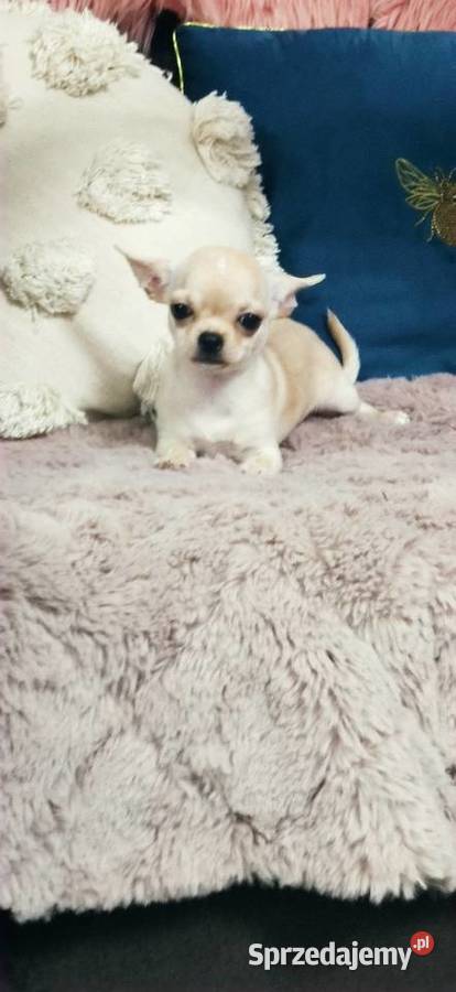 Gotowa Do Odbioru Przepiękna Dziewczynka wielkopolskie Ciszkowo sprzedam