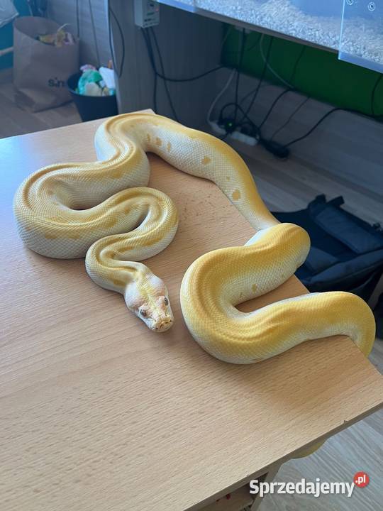 Pyton tygrysi albino green mazowieckie sprzedam