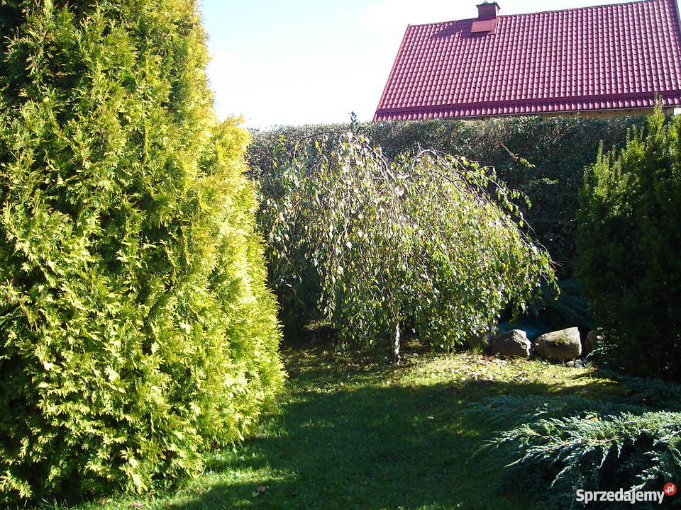 Sprzedam dom 3 piętra i więcej Domy Morąg