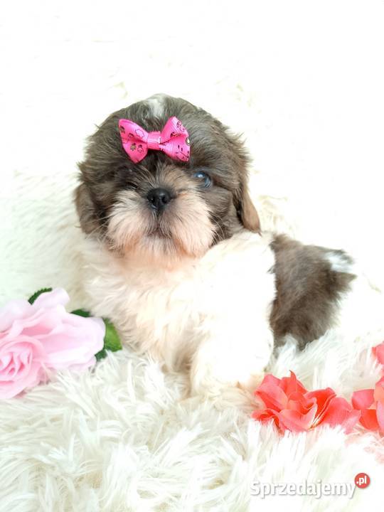 Gotowa do odbioru suczka rasy ShihTzu Kępno sprzedam
